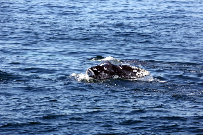 Gray whale fluke coming above the water