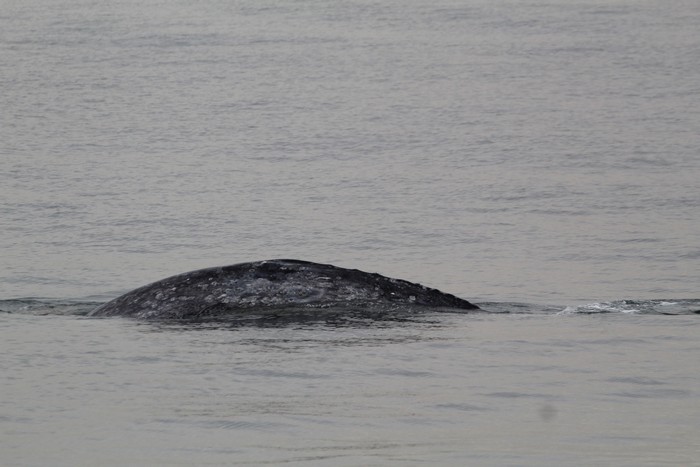Gray whale dorsal ridge above water
