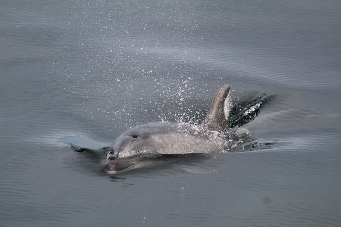 Bottlenose dolphin just about to porpoise out of the water