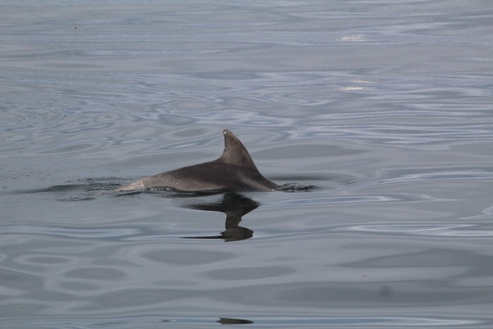 Bottlenose dolphin dorsal fin at the surface