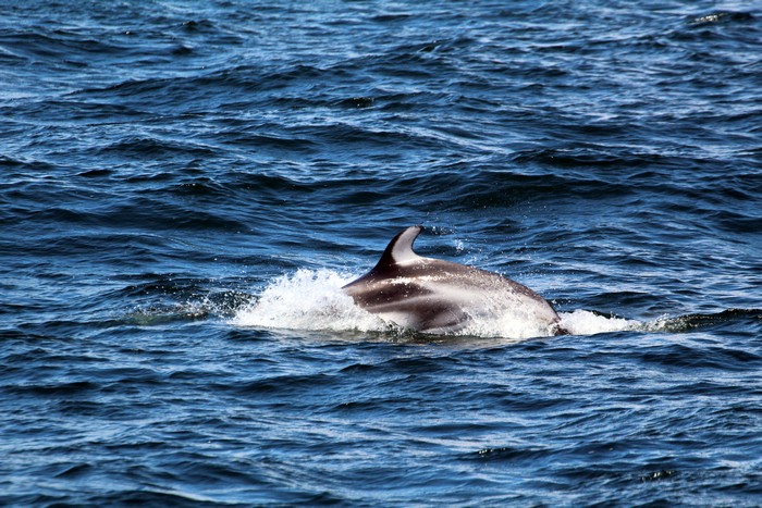 Pacific white-sided dolphin porpoising