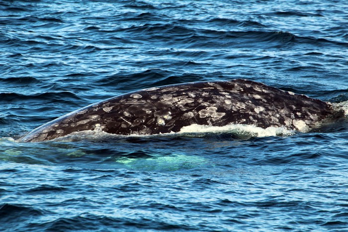 Gray whale dorsal ridge above water, left side