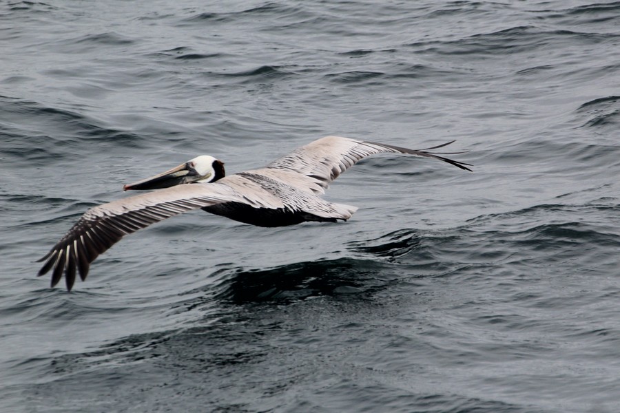 Brown pelican gliding just above the surface
