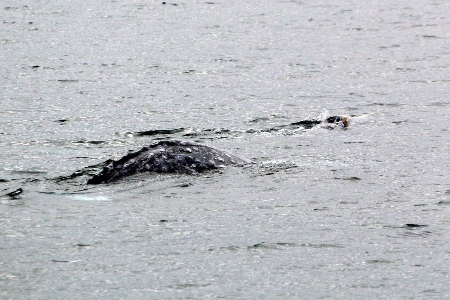 Two gray whales, one with just the blowholes visible