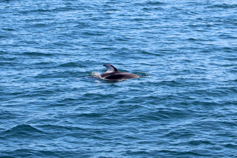 Pacific white-sided dolphin dorsal fin