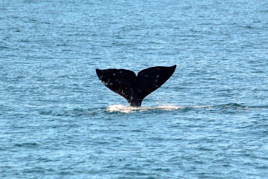 Gray whale fluke raised high in the air