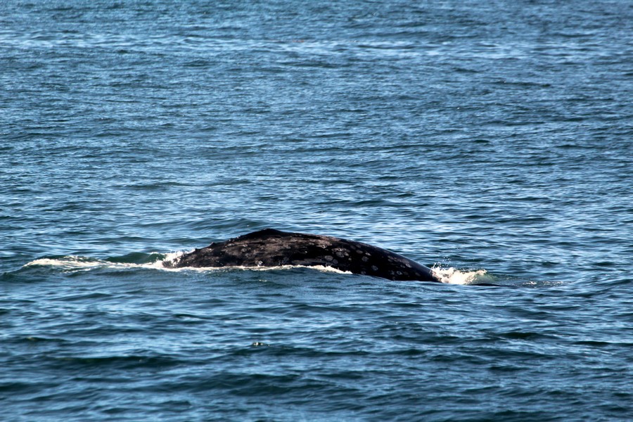Gray whale dorsal ridge, right side