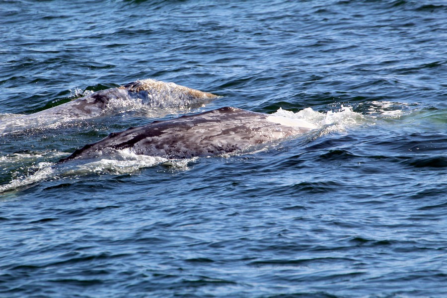 Two gray whales, one with a large distinct white patch