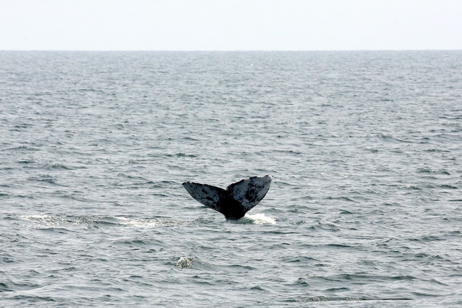 Gray whale fluke above water with unique scars and marks