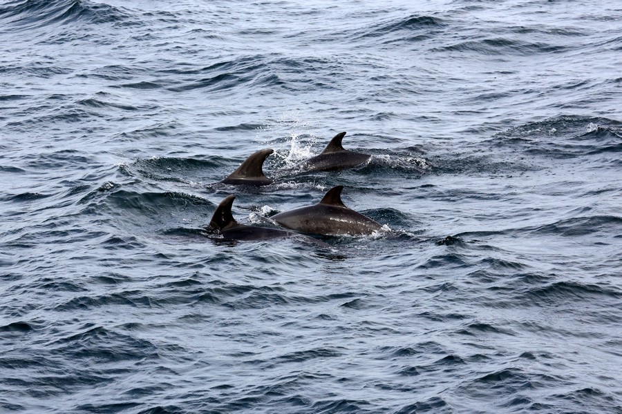 Group of 4 bottlenose dolphins