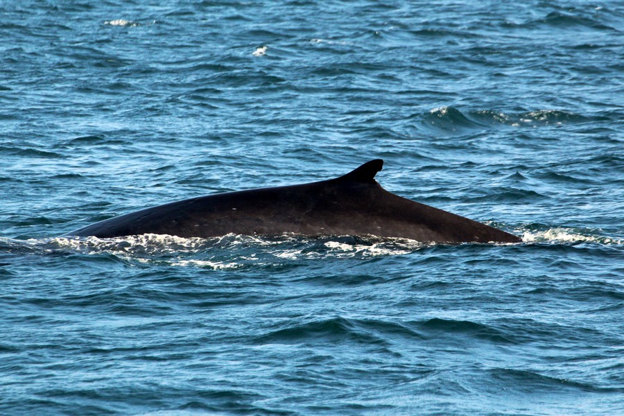 Fin whale dorsal fin, left side