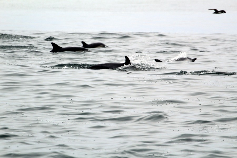 Common dolphins just above the surface