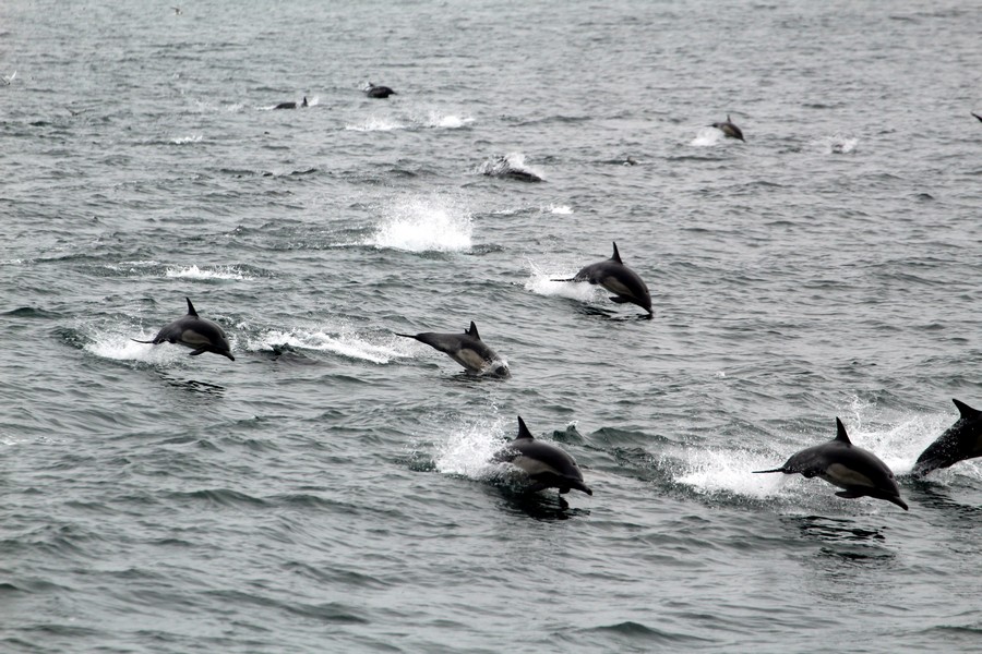 Large pod of common dolphins following the boat