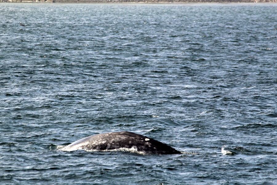 Gray whale dorsal ridge left side with distinct white spot