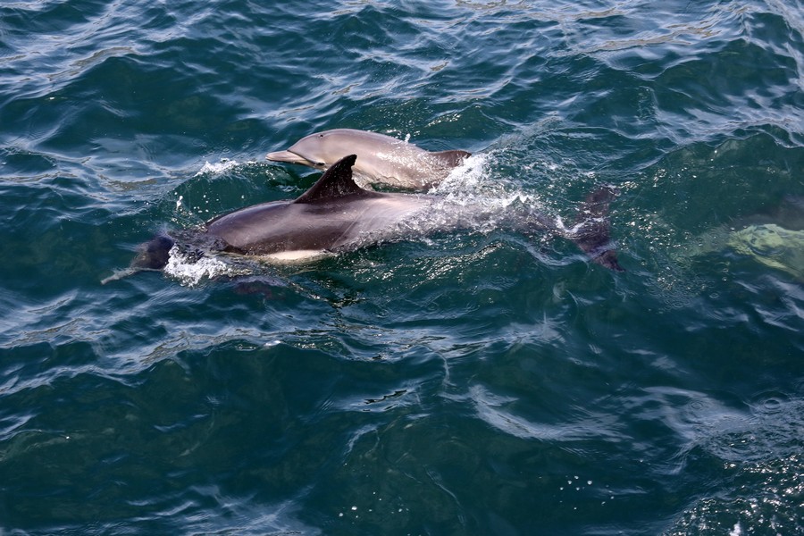 Common dolphin cow/calf pair viewed from above