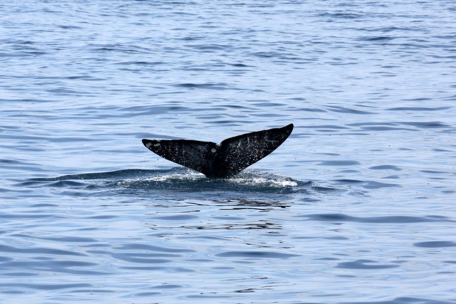 Gray whale fluke coming above the water