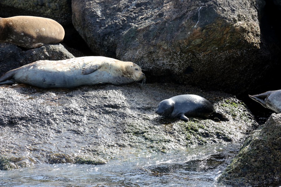Harbor seals and pup sitting on the break wall