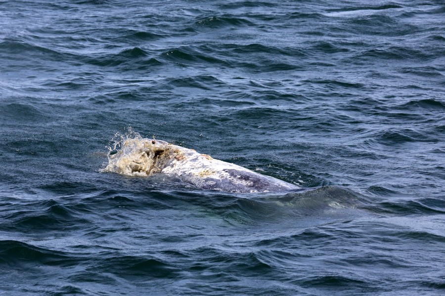 Gray whale blowholes and rostrum with muddy water along the sides of the mouth