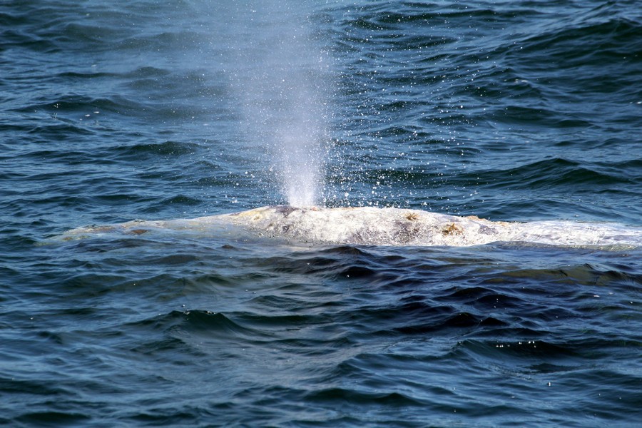 Gray whale blow up close