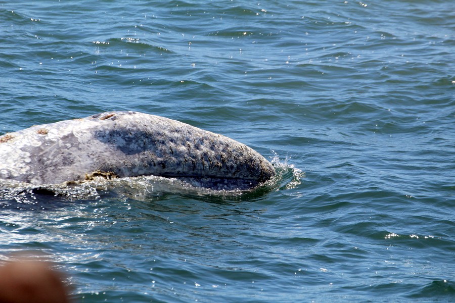 Gray whale rostrum with unique scars or marks