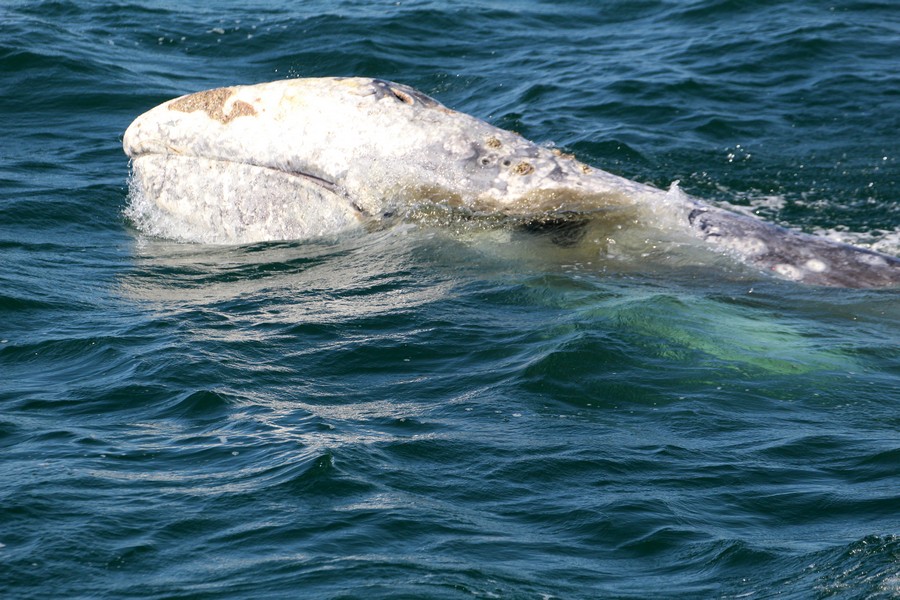 Gray whale feeding in the harbor, muddy water washing back from its mouth