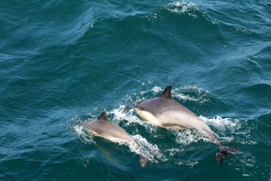 Common dolphin cow/calf pair jumping in the water