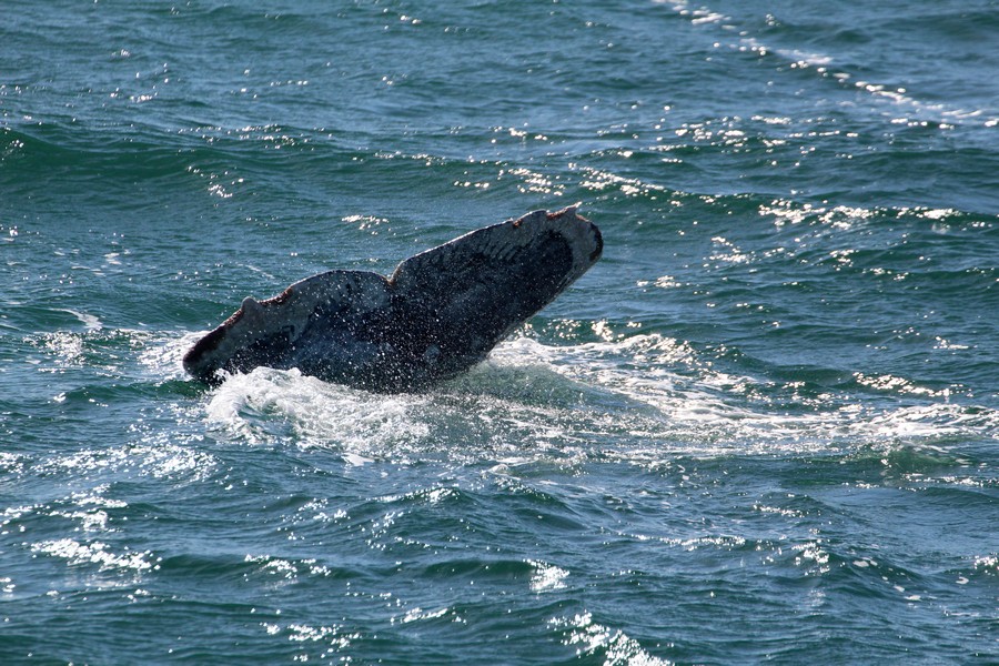 Gray whale fluke with apparent orca scars on the fluke