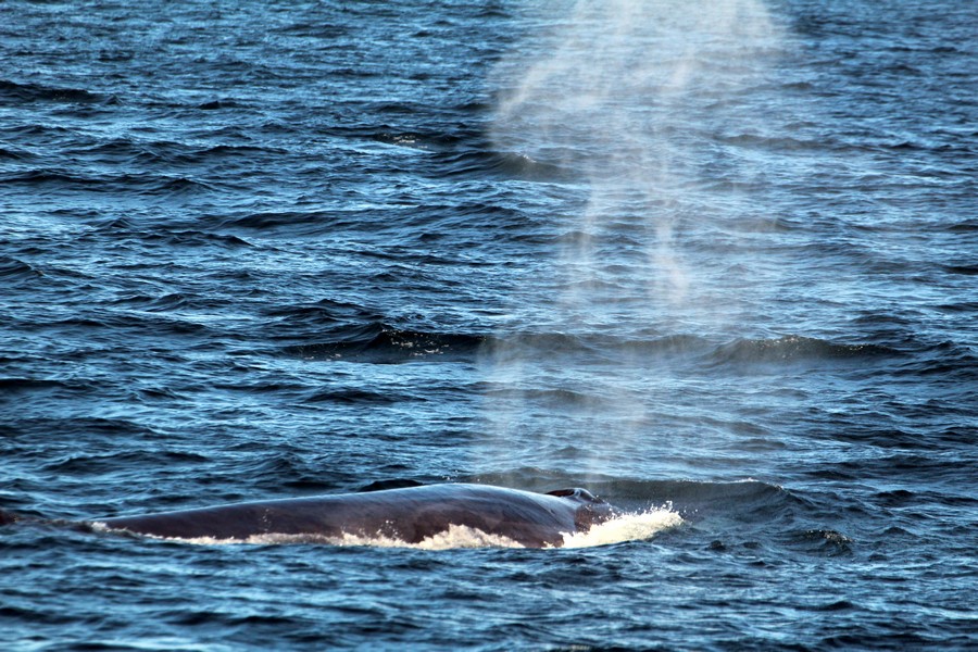 Fin whale blow and dorsal, right side