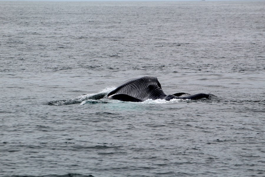 Blue whale lunge feeding at the surface