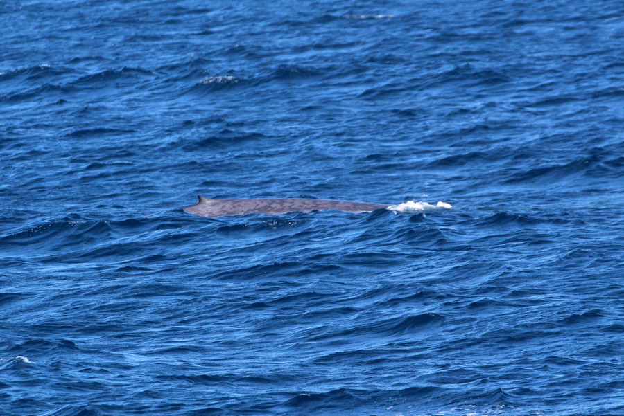 Blue whale right side dorsal at surface