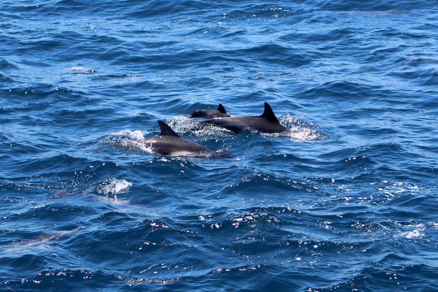 Common dolphins, cow/calf pair