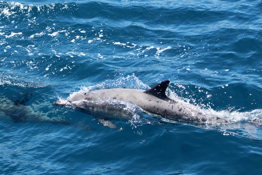 Common dolphin with atypically light coloring