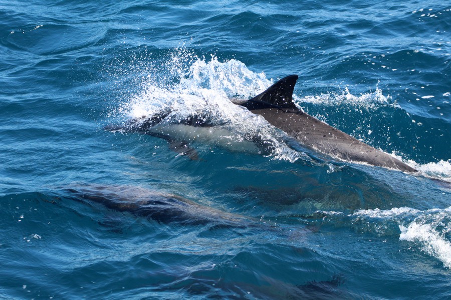 Common dolphin splashing into the water