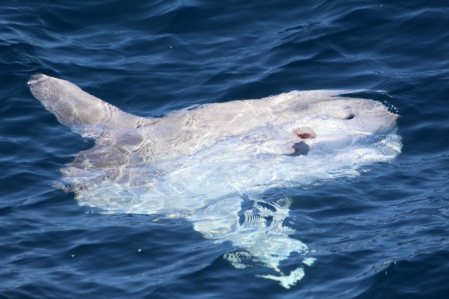 Mola mola, the ocean sunfish, at the surface