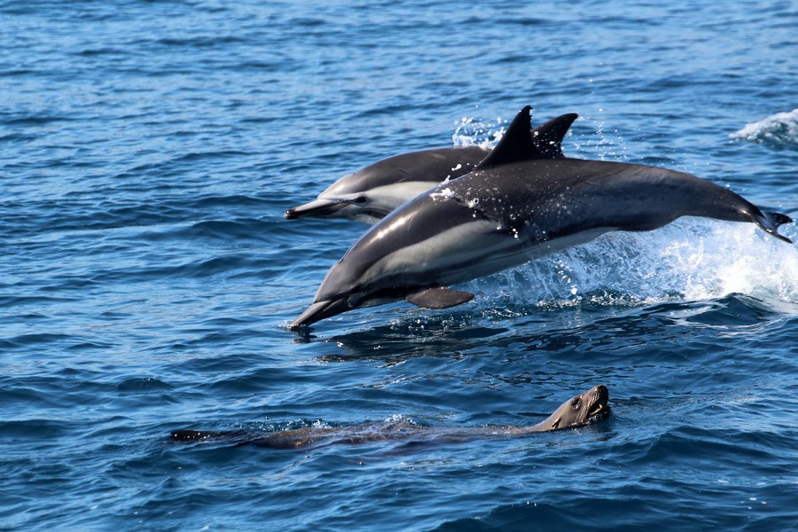 Common dolphins and a sea lion porpoising