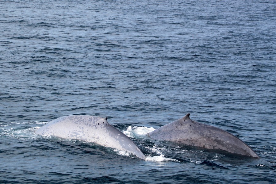 Two blue whales at the surface, just about to dive