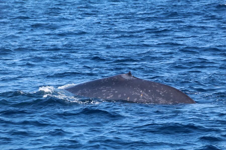 Blue whale left dorsal side and fin