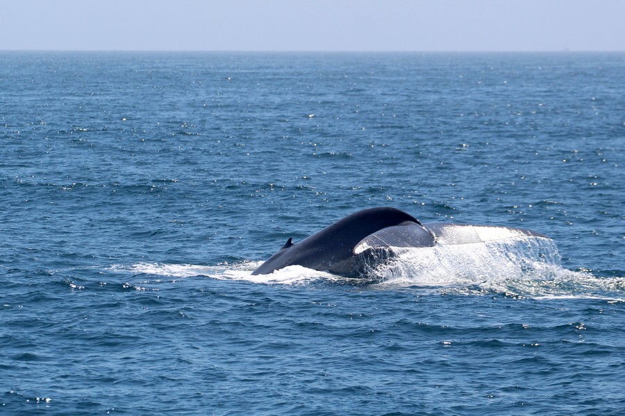 Blue whale fluke with water cascading off the back