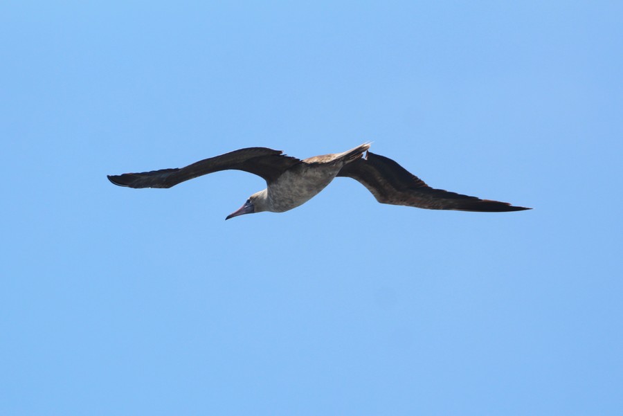 Juvenile brown booby bird in flight, very rare to see