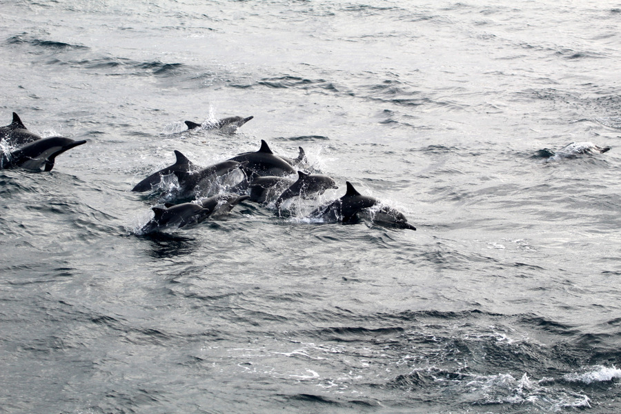Common dolphin pod with calves in the group