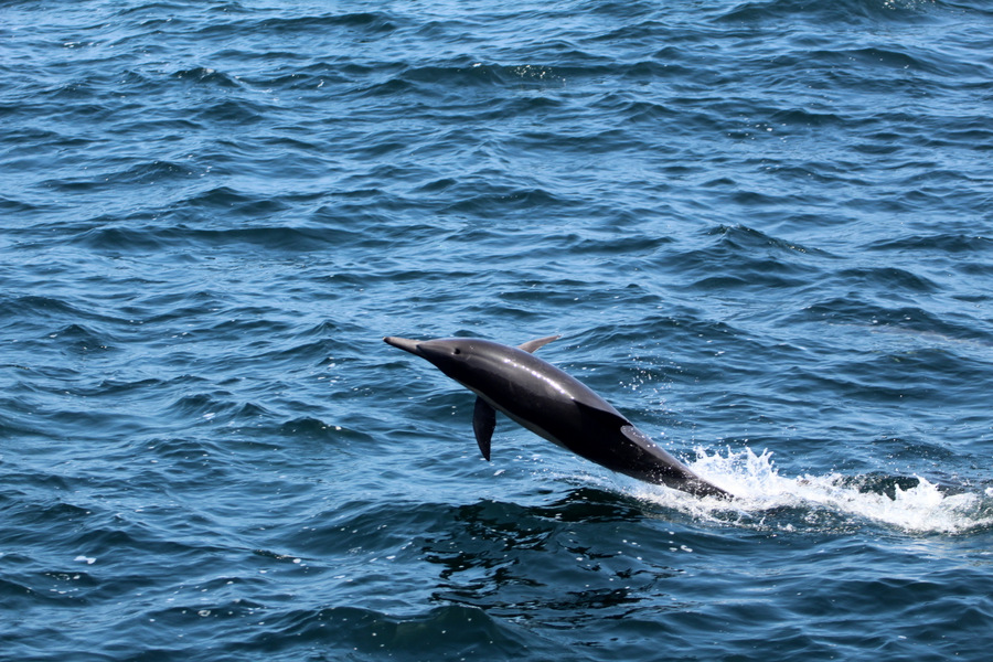 Common dolphin jumping and playing