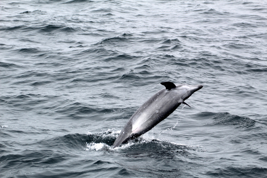 Bottlenose dolphin jumping and playing at the surface