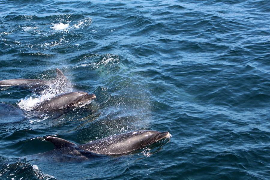 Bottlenose dolphins blowing at the surface