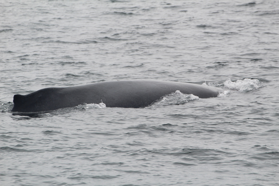 Humpback whale at the surface