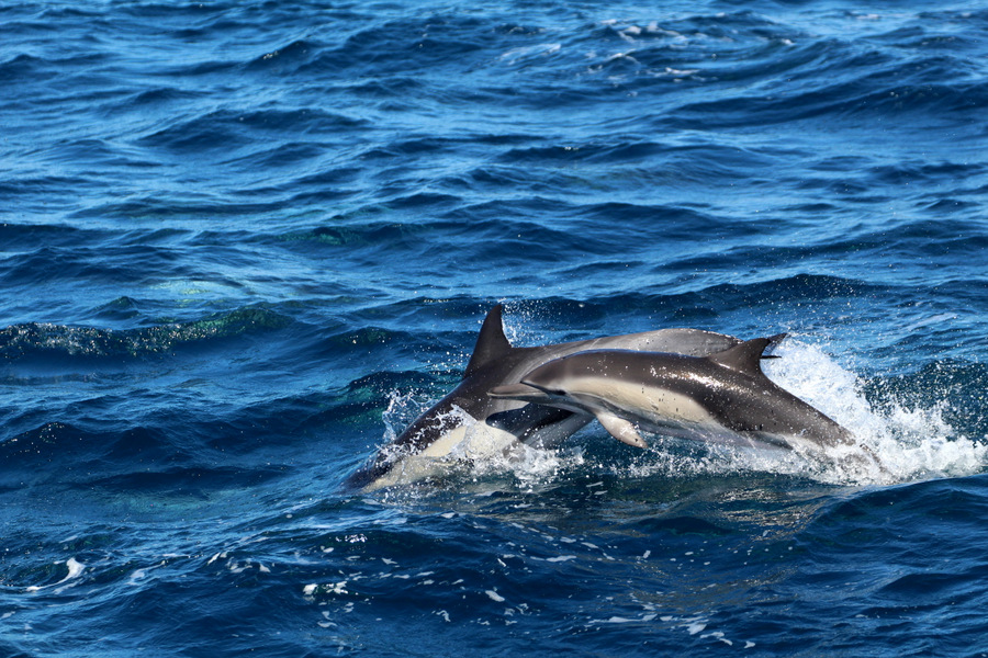 Common dolphins porpoising in the water