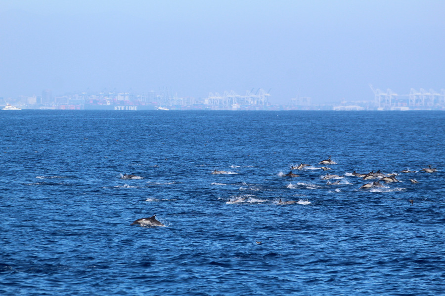 Large pod of common dolphins with the port in the background