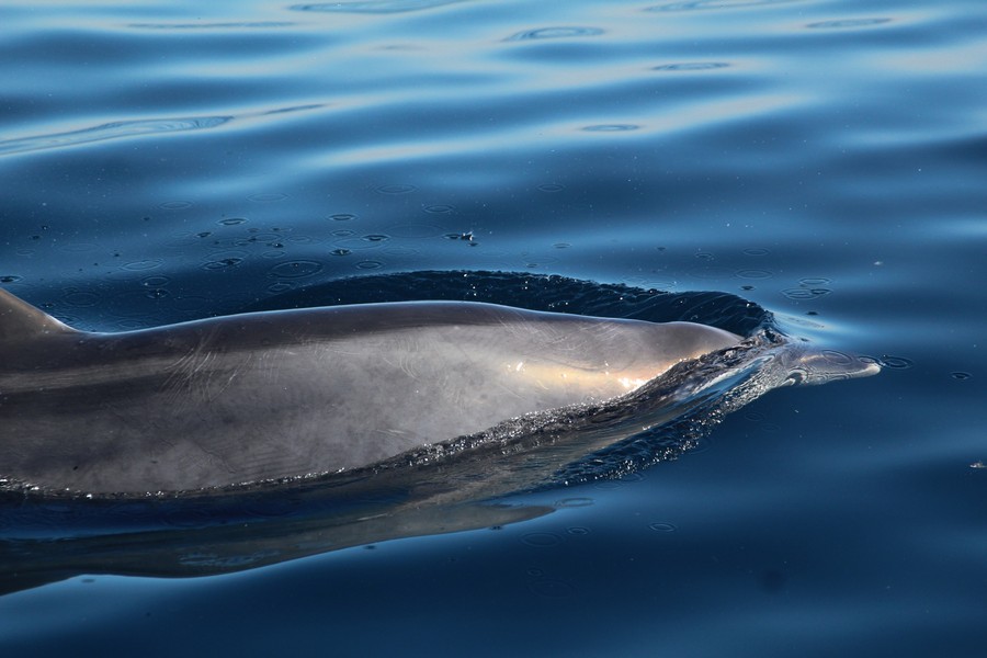 Bottlenose dolphin just above the water surface