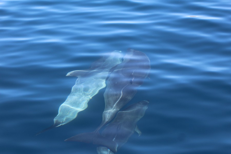 Bottlenose dolphins swimming below the surface