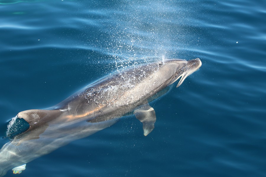 Bottlenose dolphin blowing at the surface