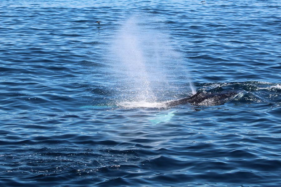 Humpback whale blowing at the surface